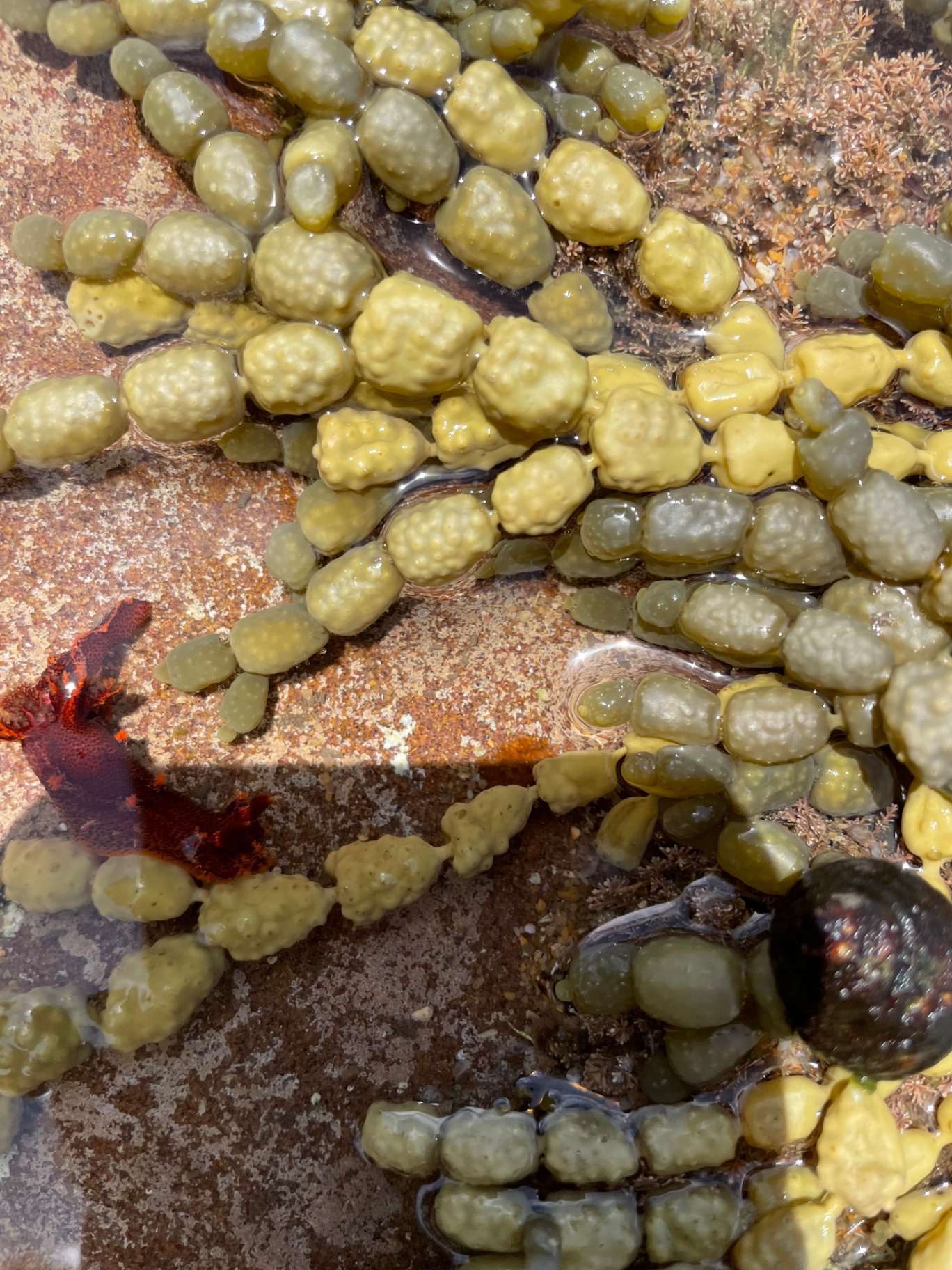Close-up of a rock pool with Neptune's necklace seaweed and a red sea star