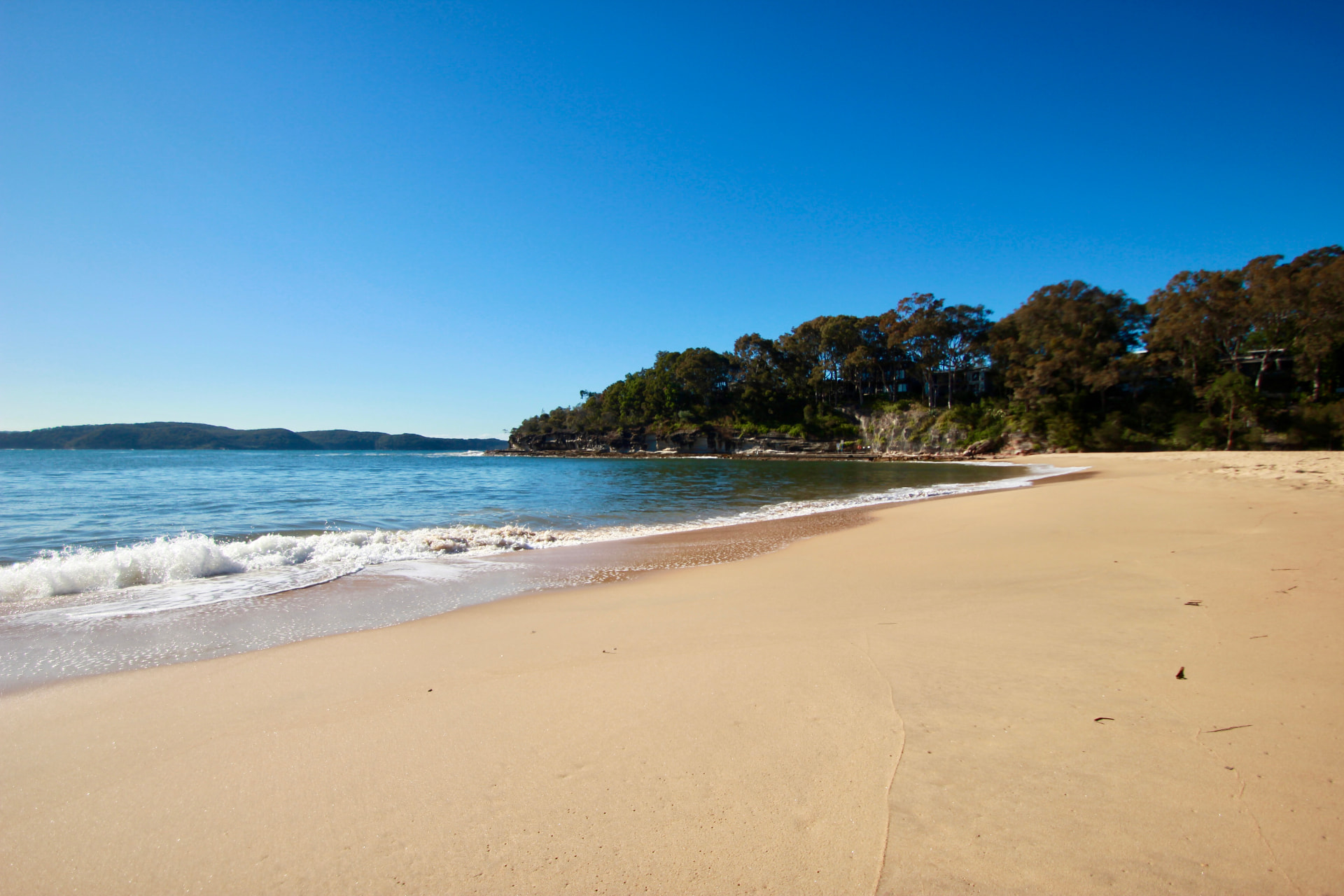 Empty Pearl Beach sand at low tide with a small wave breaking and the tree-covered headland beyond