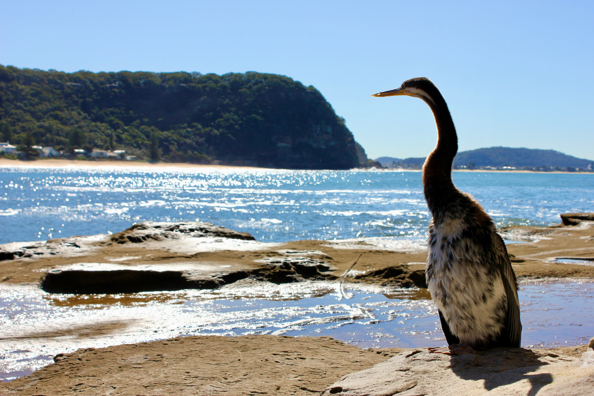 An Australasian darter perched on the sandstone rock shelf at Pearl Beach with the headland behind