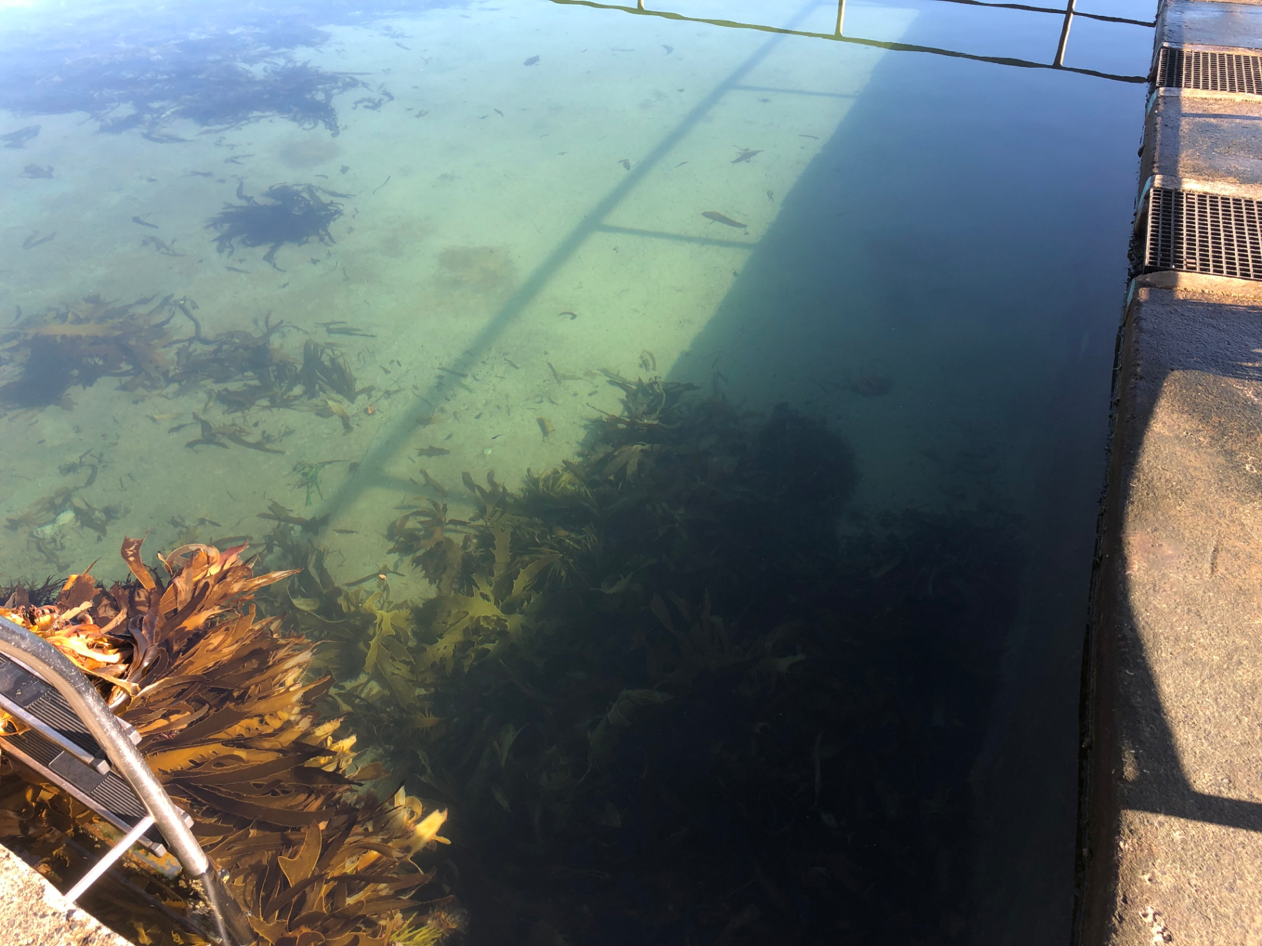 Looking down into the Pearl Beach rock pool at clear water, kelp fronds and small fish