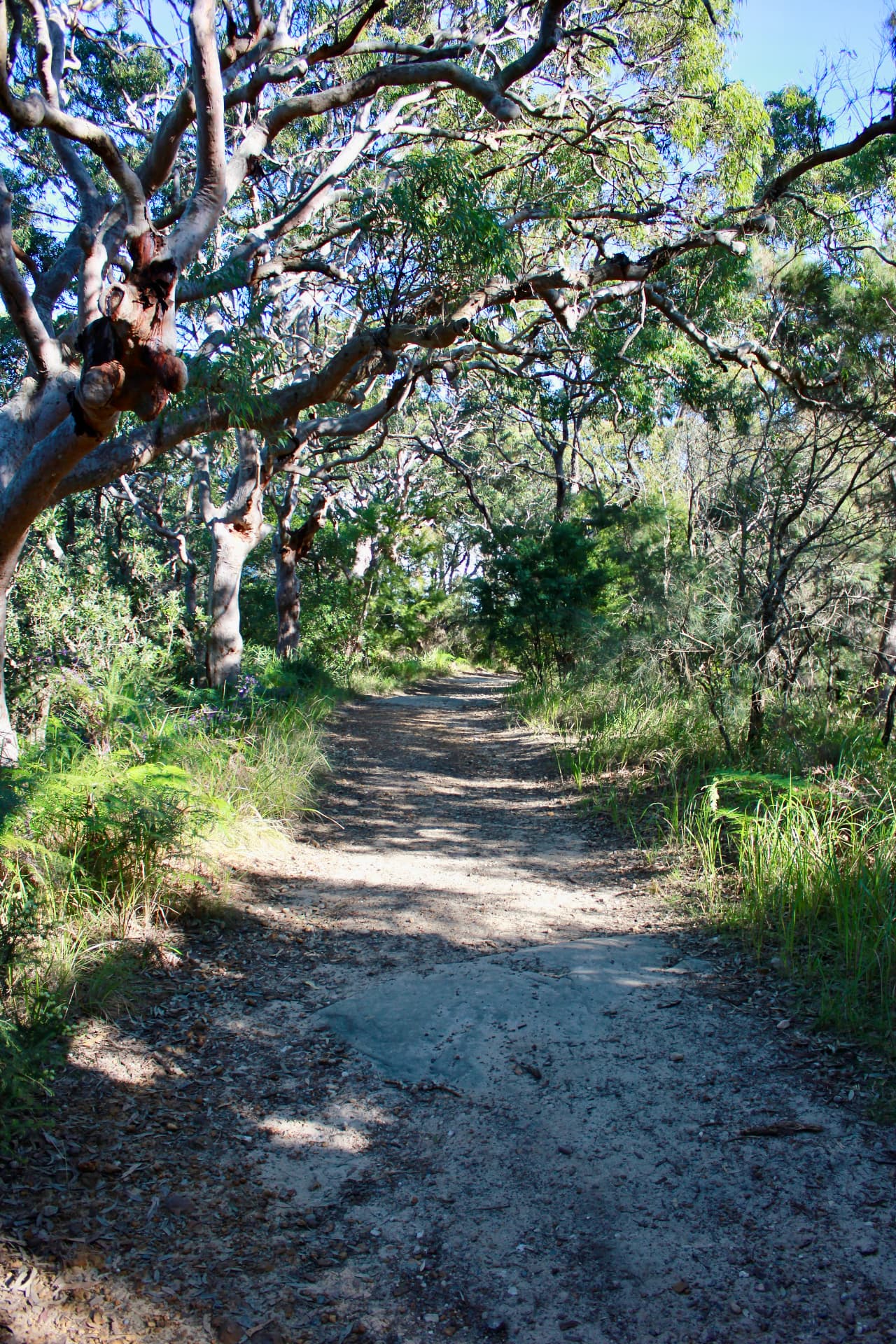 Sandstone walking track through angophora bushland to Mount Ettalong Lookout